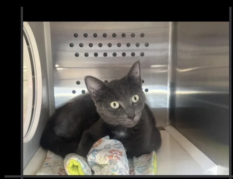An adult medium-sized female Gray & White Domestic Short Hair cat named Snuggles for adoption in Lafayette, CO