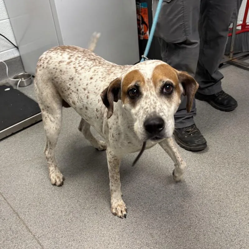 A baby small-sized female Brown / Chocolate Coonhound dog named Dotty for adoption in Oak Ridge, TN