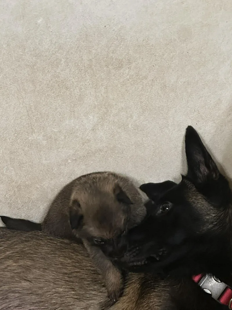 Kiska thumbnail 3