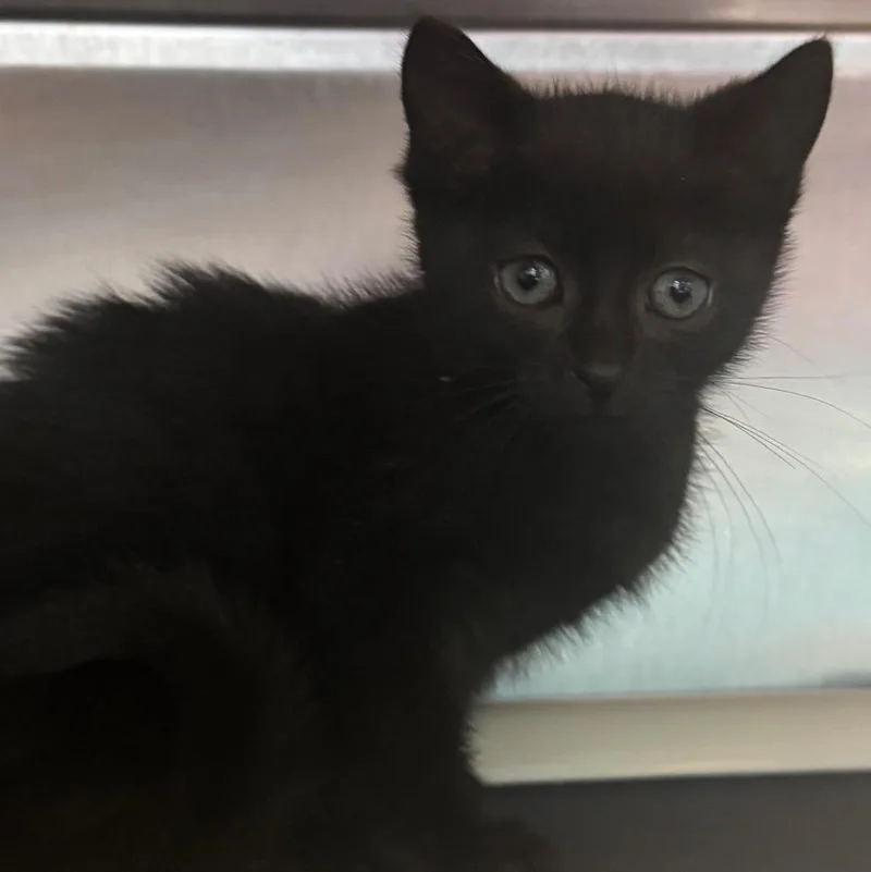 A baby medium-sized male Domestic Short Hair cat named Charles Barkley for adoption in Olean, NY