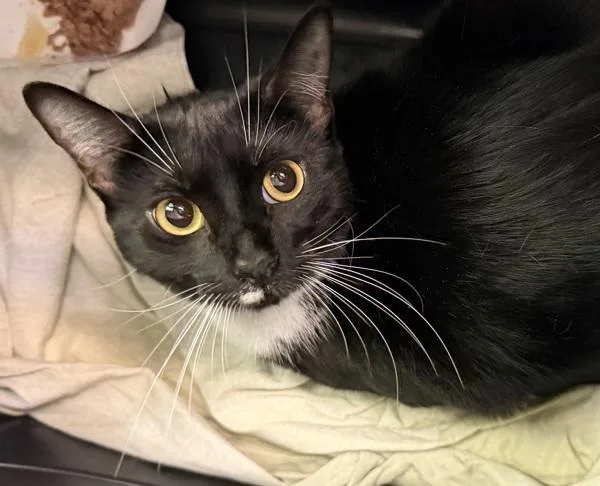 A young medium-sized female Domestic Short Hair cat named Cookie for adoption in San Diego, CA