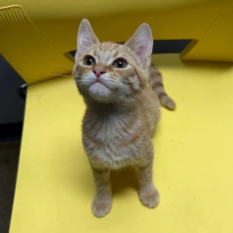 A baby small-sized male Orange / Red Domestic Short Hair cat named Cheddar for adoption in Edwardsville, IL
