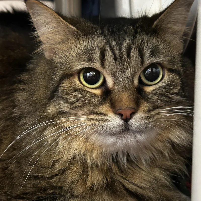 An adult medium-sized female Brown / Chocolate Domestic Long Hair cat named Bellissima for adoption in Lansing, MI