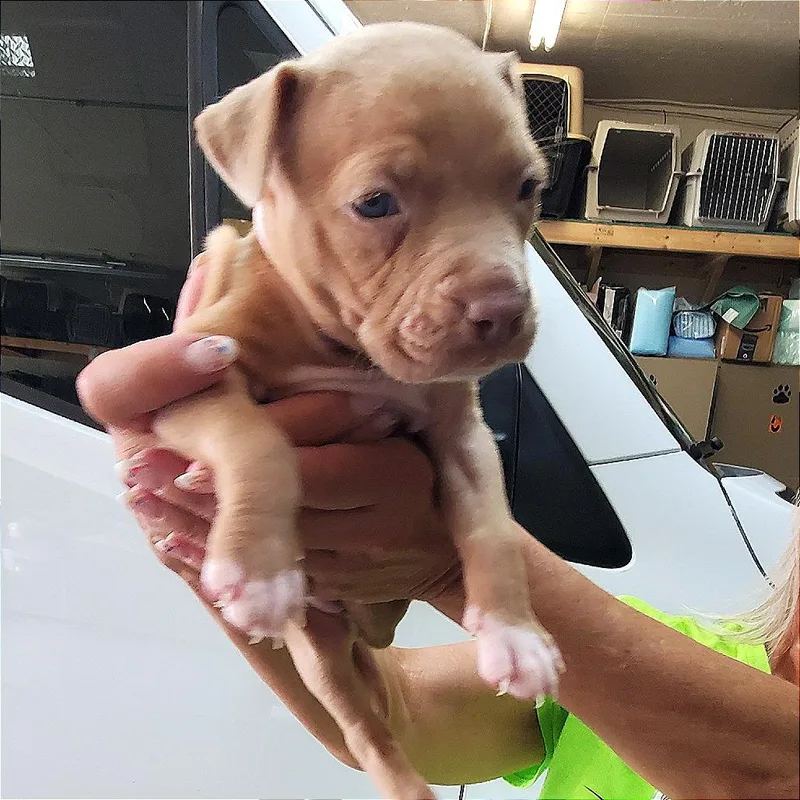 A baby medium-sized female Golden Mixed Breed dog named Gilli for adoption in Denison, TX