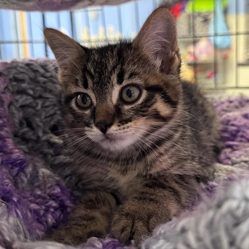 A baby small-sized male Brown / Chocolate Domestic Short Hair cat named Tow Mater for adoption in Coralville, IA