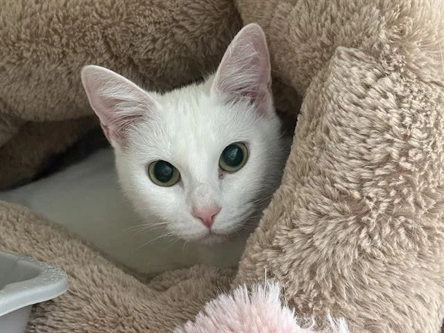 A young medium-sized female Domestic Short Hair cat named Nena for adoption in Santa Cruz, CA