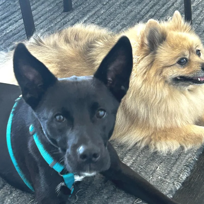An adult medium-sized male Black Mixed Breed dog named Childish Gambino for adoption in San Francisco, CA