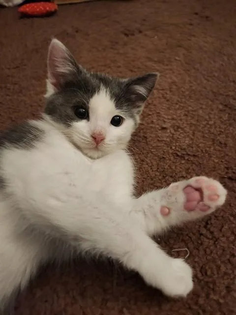 A baby medium-sized female Domestic Short Hair cat named Rogue for adoption in Dedham, MA