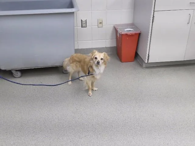 An adult small-sized male Chihuahua dog named Teddy for adoption in Omaha, NE