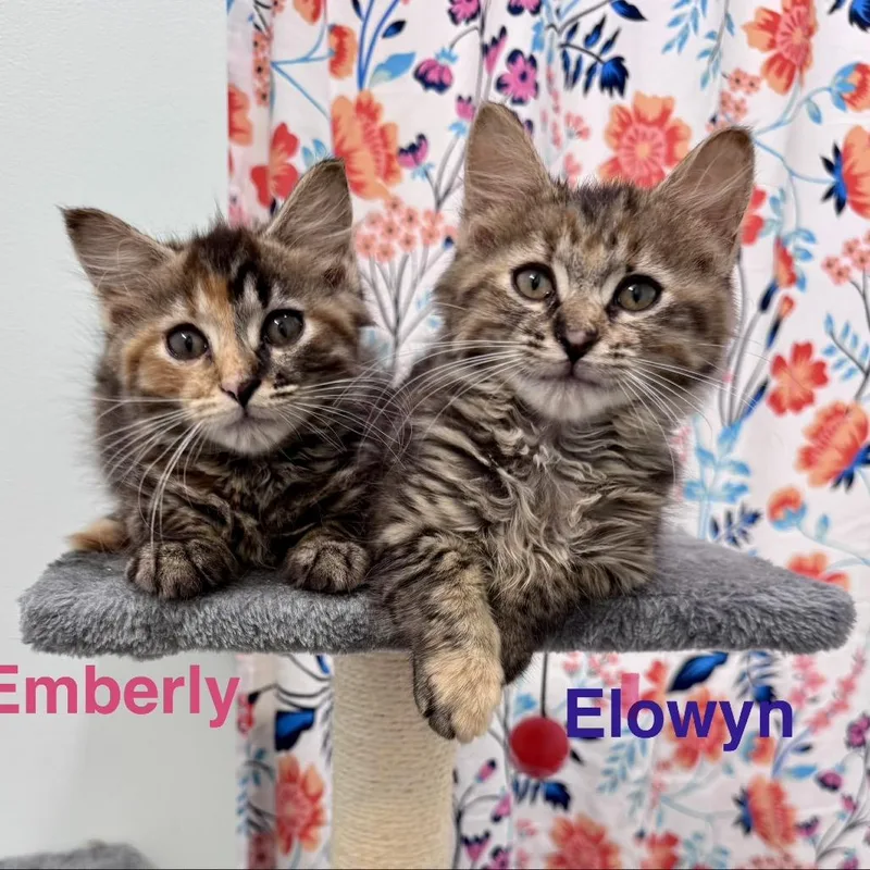 Emberly thumbnail 3