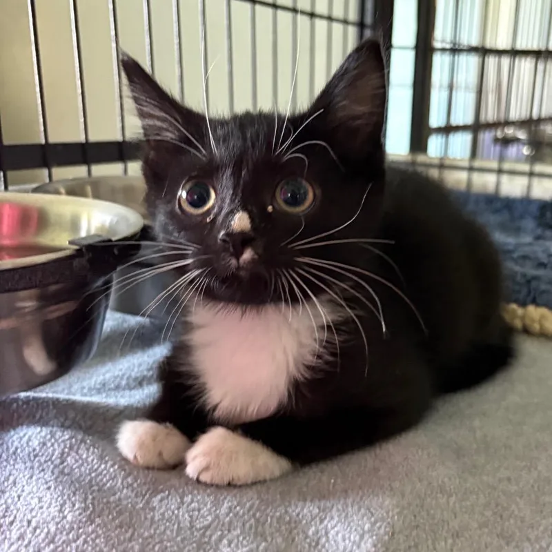 A young medium-sized male Domestic Medium Hair cat named Poe for adoption in Crookston, MN