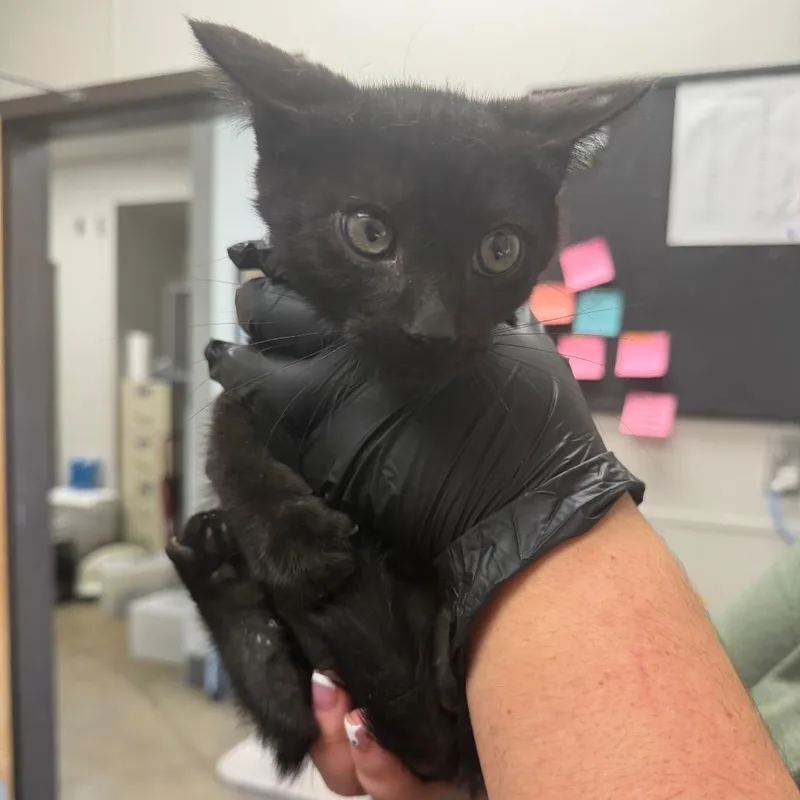 A baby small-sized male Black Domestic Short Hair cat named Bro for adoption in Columbiana, AL