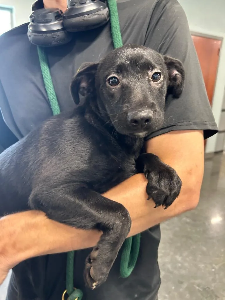 A baby medium-sized female Labrador Retriever dog named Penelope for adoption in Gautier, MS