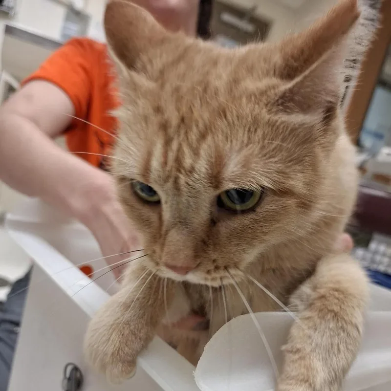 An adult medium-sized female Orange / Red Domestic Short Hair cat named Alicia the Third for adoption in Baltimore, MD