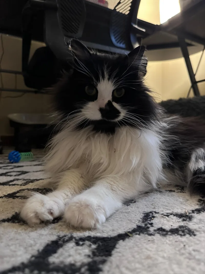 An adult medium-sized female Black & White / Tuxedo Domestic Long Hair cat named Pearl for adoption in Hermitage, PA