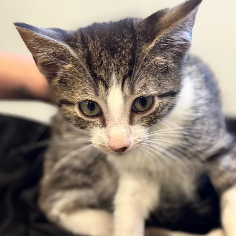 A baby small-sized male Brown / Chocolate Domestic Short Hair cat named Pancho Villa for adoption in Wheeling, IL