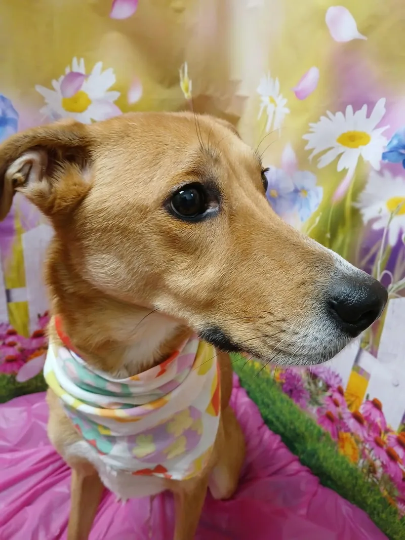 An adult medium-sized female Carolina Dog dog named Maisey for adoption in Darlington, MD