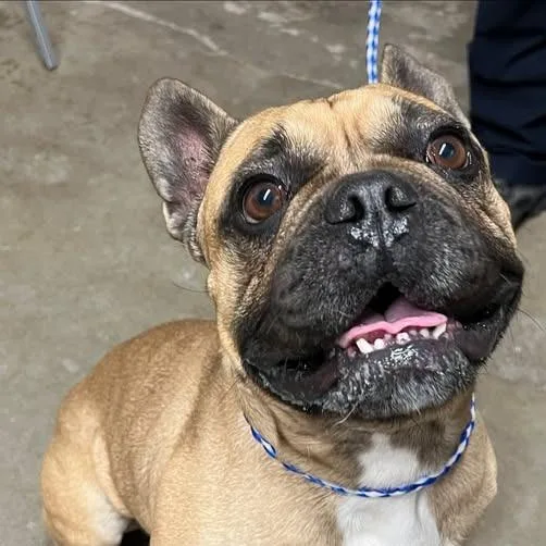 An adult small-sized male French Bulldog dog named Louie for adoption in Los Banos, CA