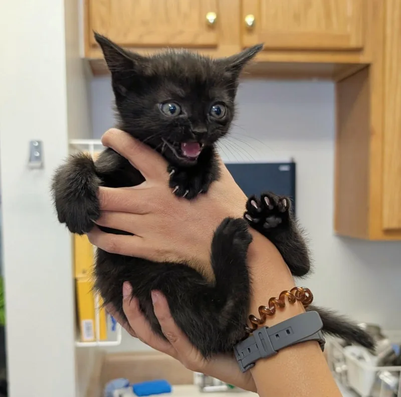 A baby medium-sized male Black Domestic Short Hair cat named Darjeeling for adoption in Maggie Valley, NC