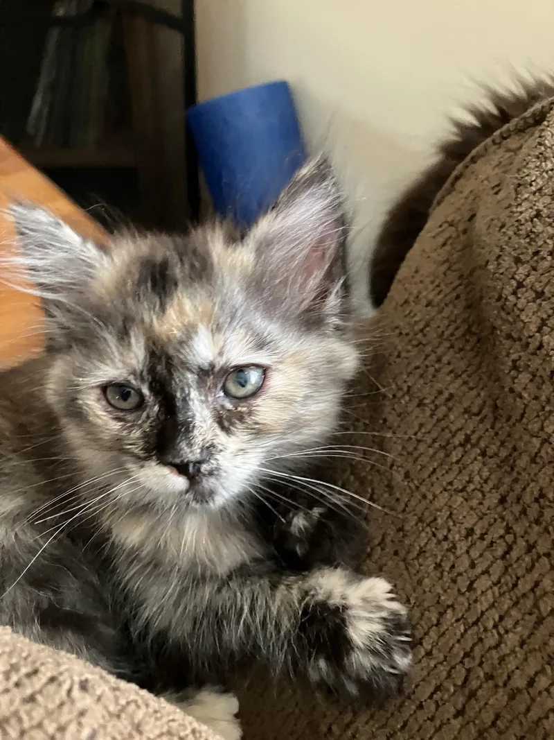 A baby medium-sized female Dilute Tortoiseshell Tortoiseshell cat named Daisy for adoption in Monrovia , CA