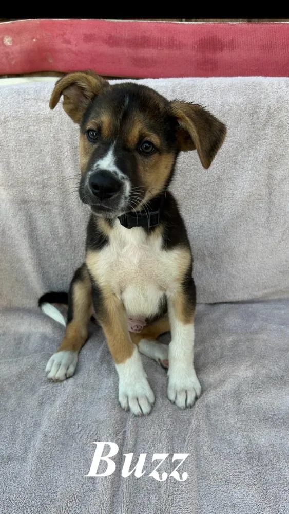 A baby large-sized male Brown / Chocolate German Shepherd Dog dog named Buzzard for adoption in Pleasant Hill, CA