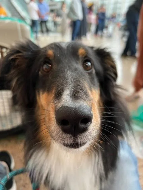An adult medium-sized male Shetland Sheepdog / Sheltie dog named Soul for adoption in Seattle, WA
