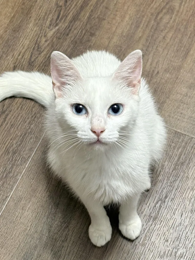 A young medium-sized female White Domestic Short Hair cat named Angel for adoption in Greensboro, NC