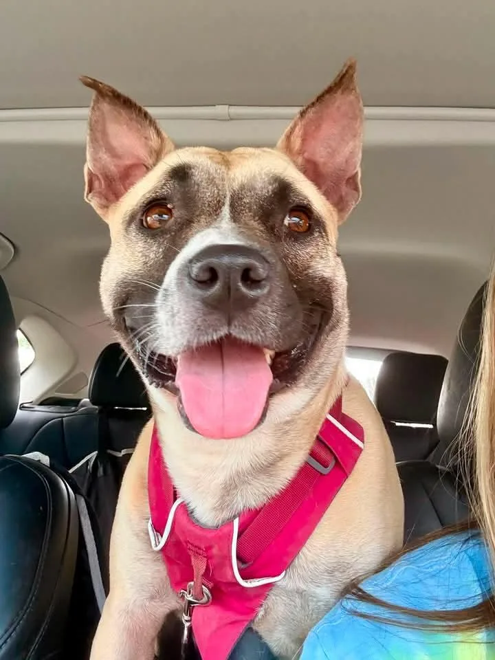 An adult medium-sized female Terrier dog named Polly for adoption in Mint Hill, NC