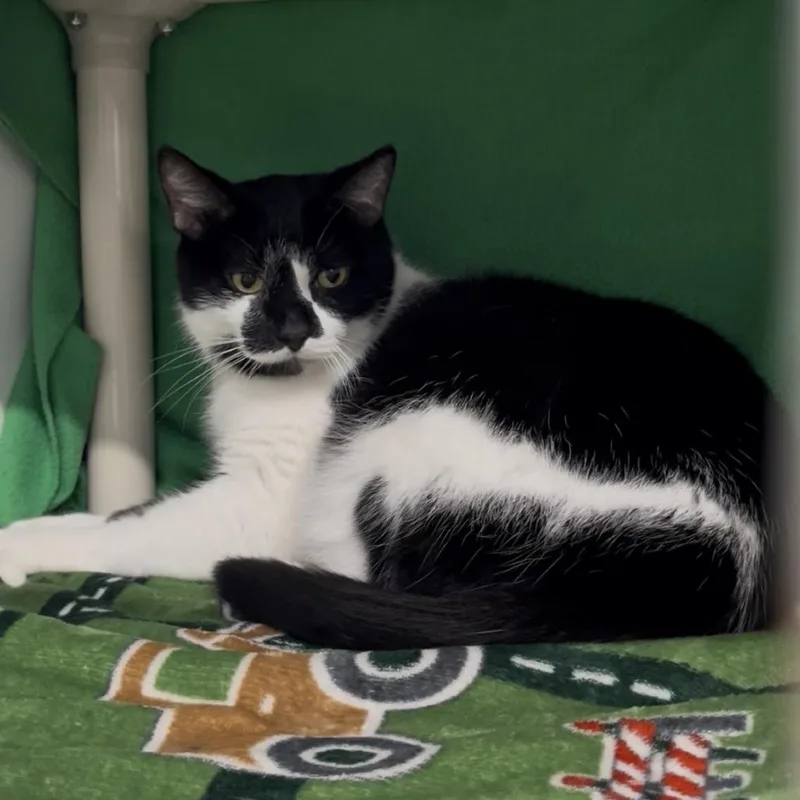 An adult large-sized male Black Domestic Short Hair cat named Sylvester for adoption in Clearwater, FL