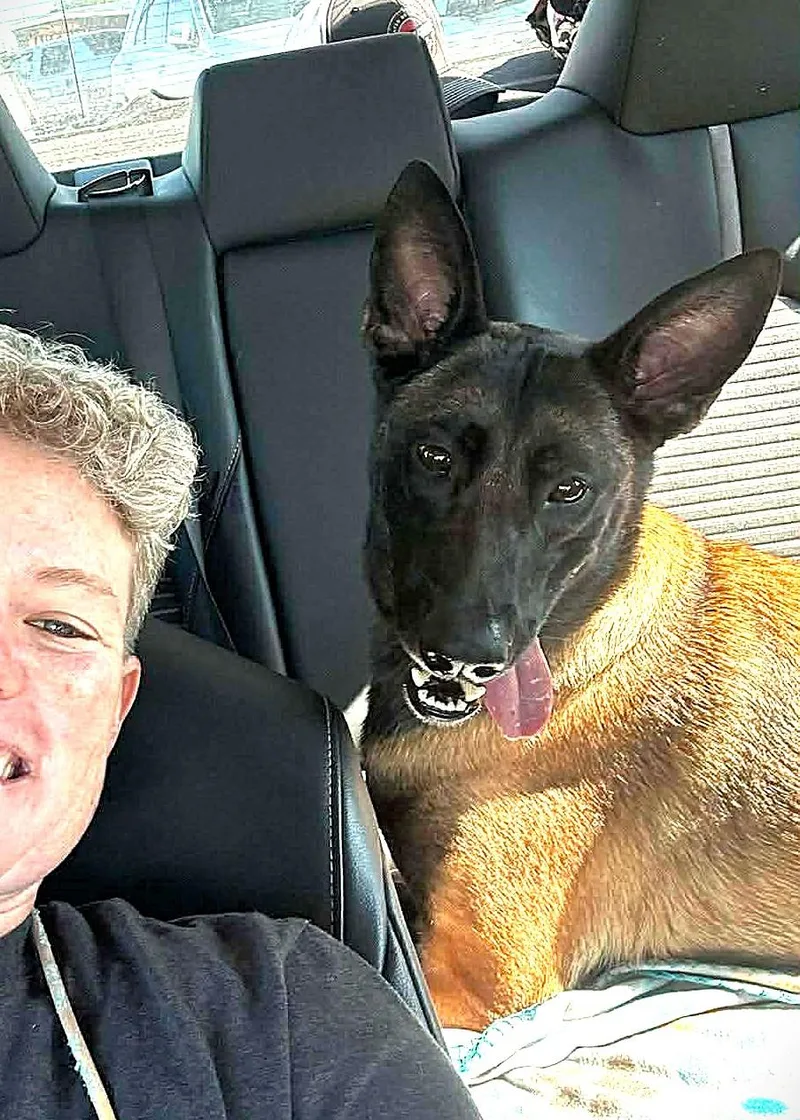 An adult large-sized female Belgian Shepherd / Malinois dog named Rose for adoption in Houston , TX