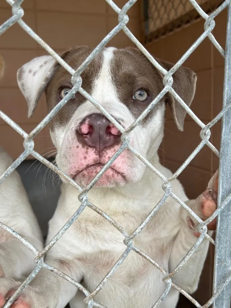 A baby medium-sized male Pit Bull Terrier dog named Reggie for adoption in Gautier, MS