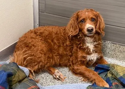 An adult large-sized male Mixed Breed dog named Libby for adoption in West Chester, PA