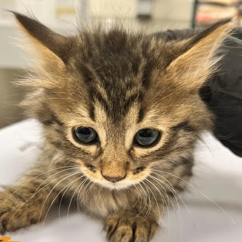 A baby small-sized female Gray / Blue / Silver Domestic Medium Hair cat named 106847 for adoption in Las Cruces, NM