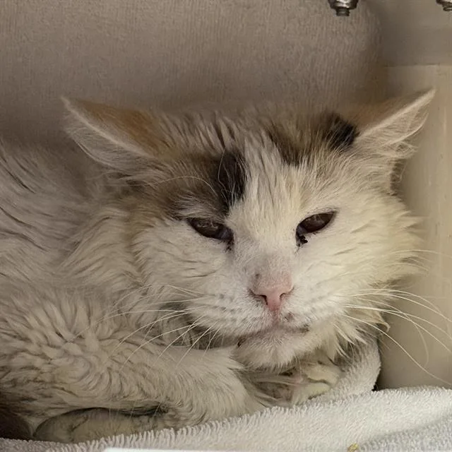 A senior medium-sized female Domestic Medium Hair cat named Magnificent for adoption in Las Vegas, NV