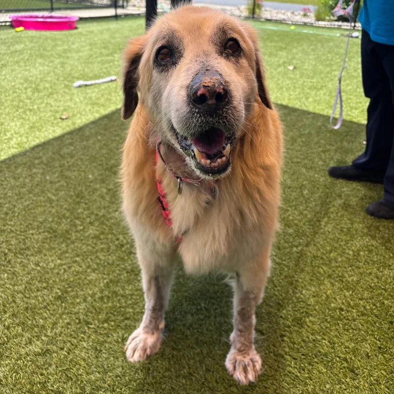 An adult large-sized female Yellow / Tan / Blond / Fawn Mixed Breed dog named Beth for adoption in Washington Township, OH
