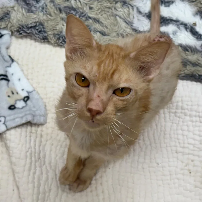 Pringles thumbnail 2