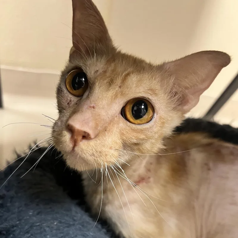 Pringles thumbnail 3