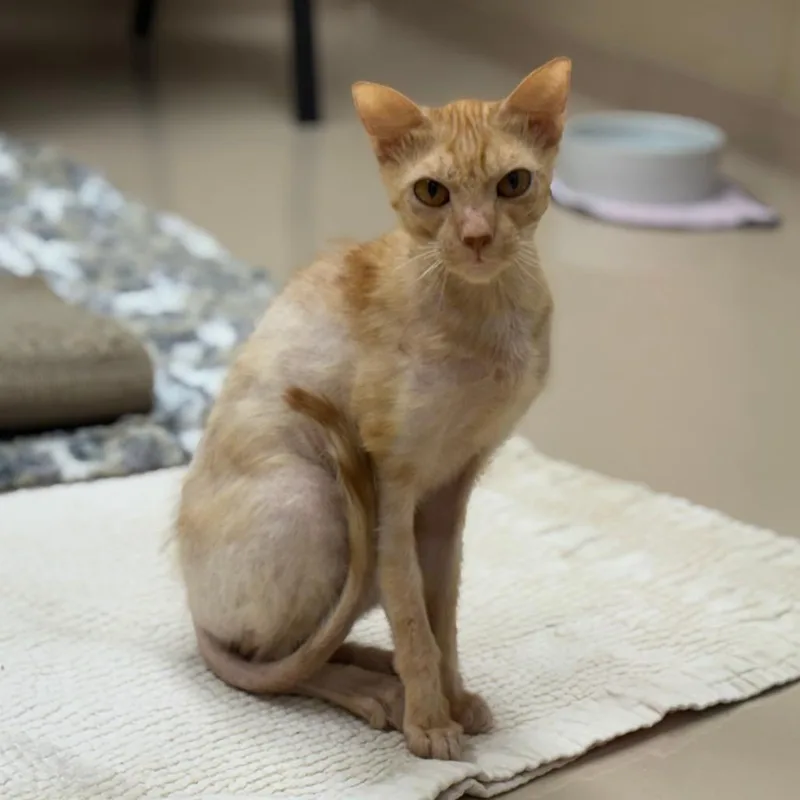 Pringles thumbnail 4