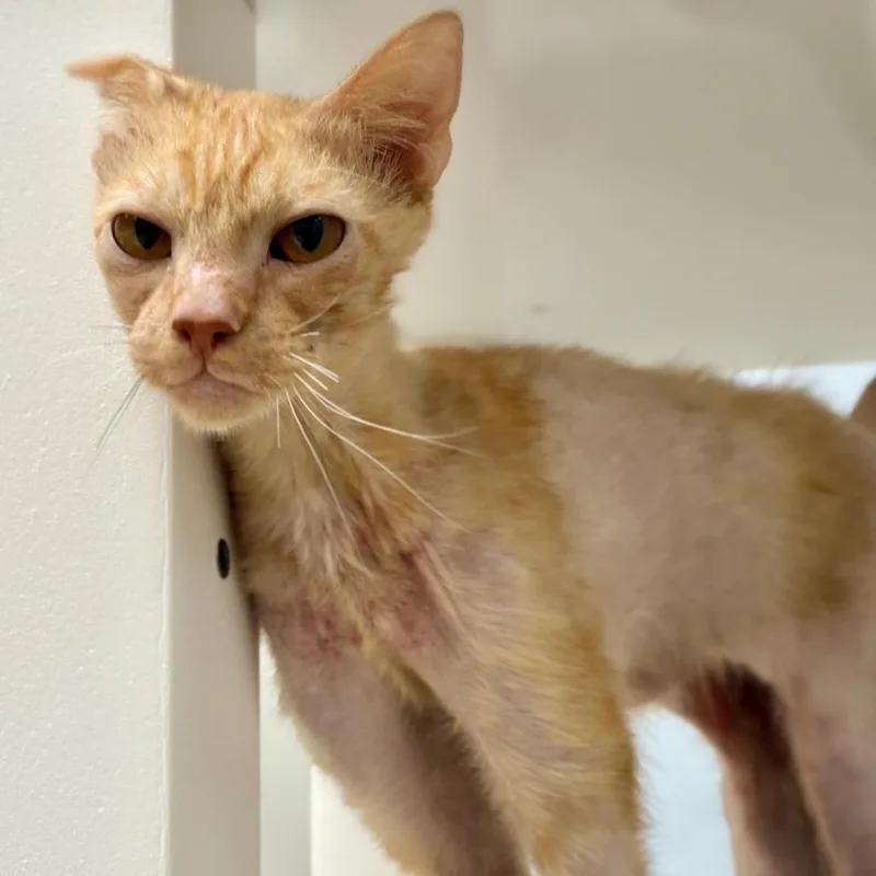 Pringles thumbnail 5