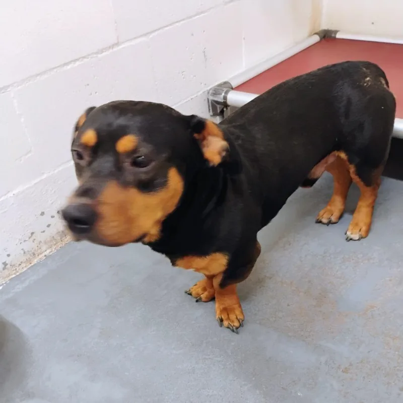 An adult medium-sized male Black Mixed Breed dog named Angus for adoption in Duncan, OK