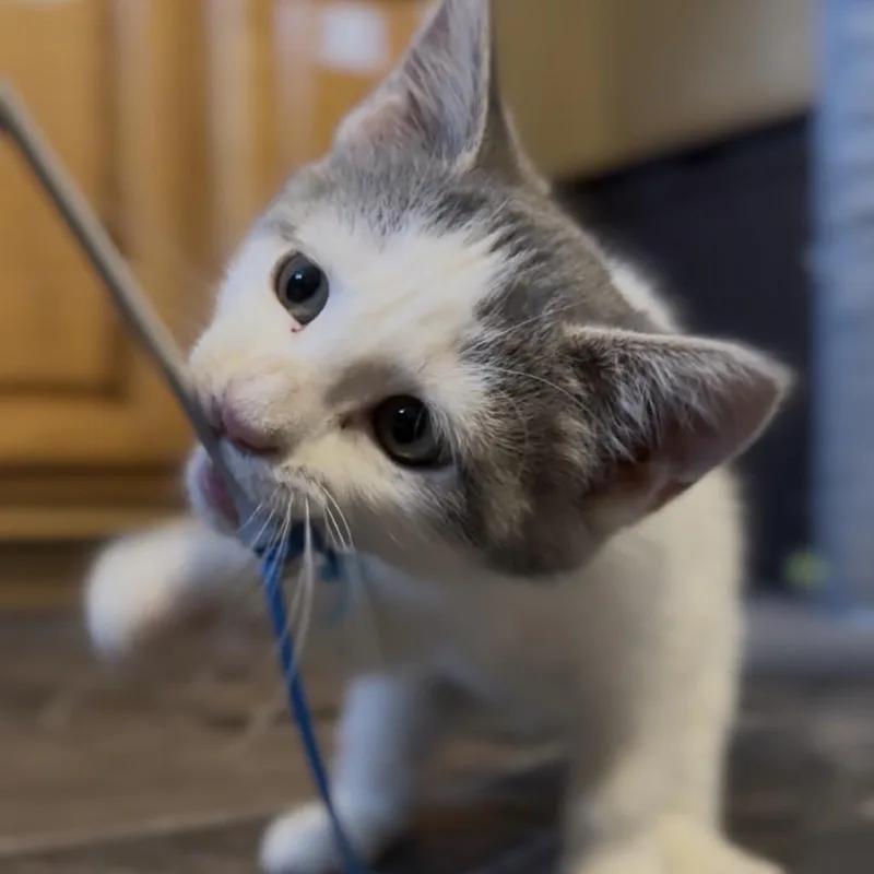 A baby small-sized female Gray / Blue / Silver Domestic Short Hair cat named Jasmine for adoption in Marion, IL