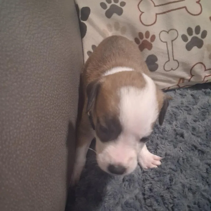 A baby medium-sized male Brown / Chocolate Mixed Breed dog named Lucky for adoption in Lima, OH