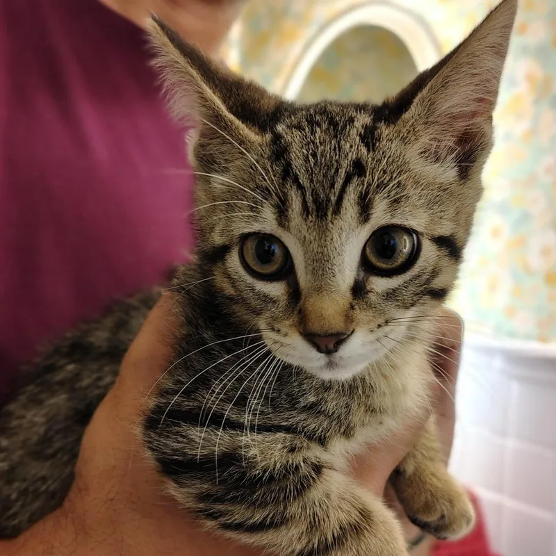 A baby small-sized female Brown / Chocolate Domestic Short Hair cat named Samantha for adoption in Titusville, FL