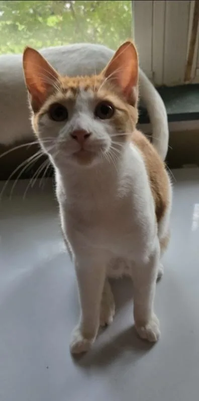 A baby medium-sized male Orange & White Domestic Short Hair cat named Pikachu for adoption in Lemoyne, PA