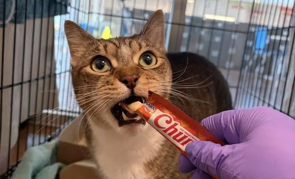 An adult medium-sized male Domestic Short Hair cat named Cambo for adoption in Ridgewood, NY