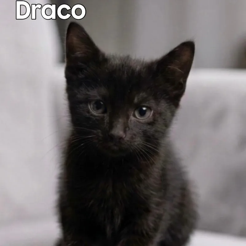 Draco