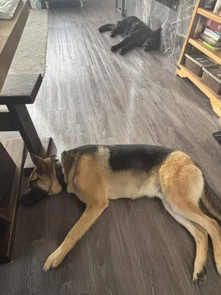 A young medium-sized male German Shepherd Dog dog named Otis for adoption in Suamico, WI