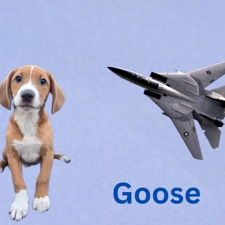 A baby medium-sized male Mixed Breed dog named Goose for adoption in Joliet, IL