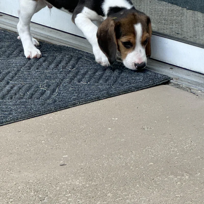 A baby medium-sized male Tricolor (Brown, Black, & White) Beagle dog named Curly for adoption in Clinton Twp, MI