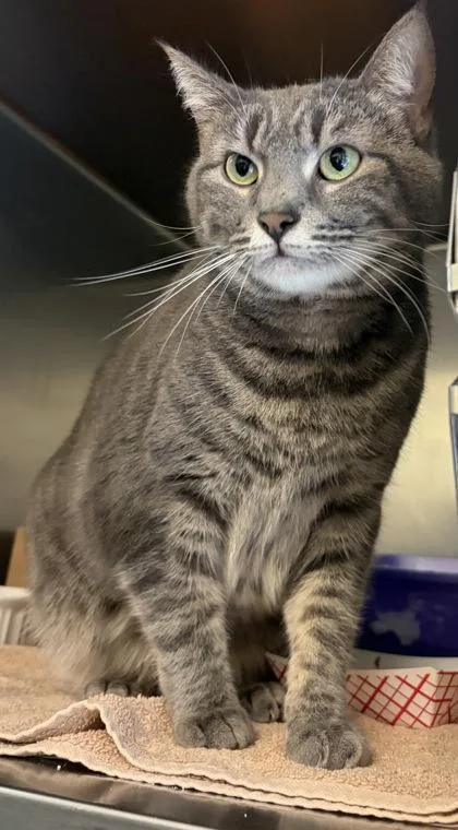 An adult small-sized female Domestic Short Hair cat named Gracie for adoption in West Chester, PA